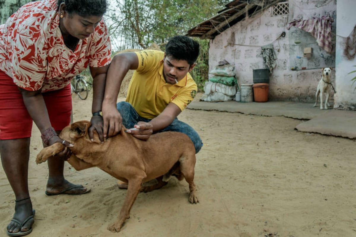 Los perros que son mascotas suelen ser retenidos por sus humanos para que los vacune Misión Rabia