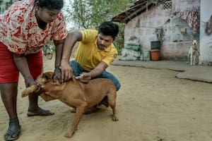 Los perros que son mascotas suelen ser retenidos por sus humanos para que los vacune Misión Rabia
