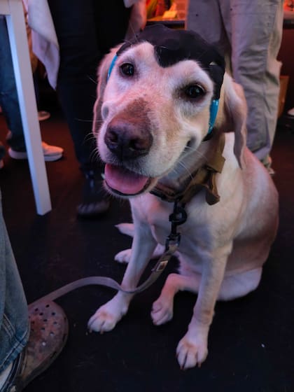 Los perros reciben entrenamiento mediante refuerzo positivo para identificar compuestos asociados a distintos tipos de cáncer en muestras de aliento humano