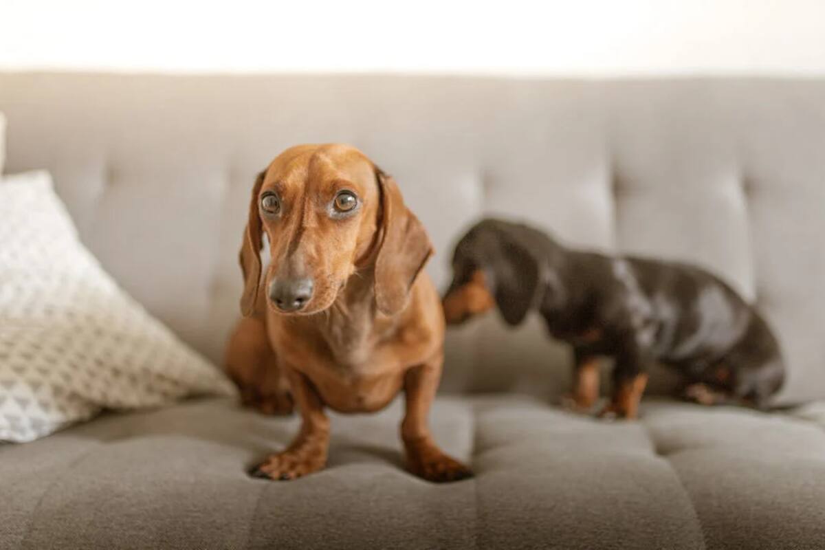 Los perros salchichas son una raza muy elegida como mascota (Foto Pexels)