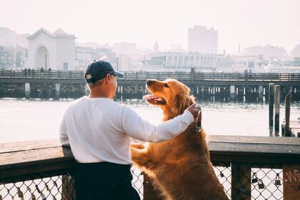 Los perros se convierten rápidamente en un integrante más de nuestra familia