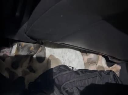 Los perros se encontraban debajo de un asiento del vehículo