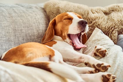 ¿Los perros se pueden contagiar de los bostezos de sus dueños?