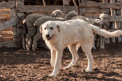 Los perros se relacionan muy bien con las ovejas y las cuidan de los predadores