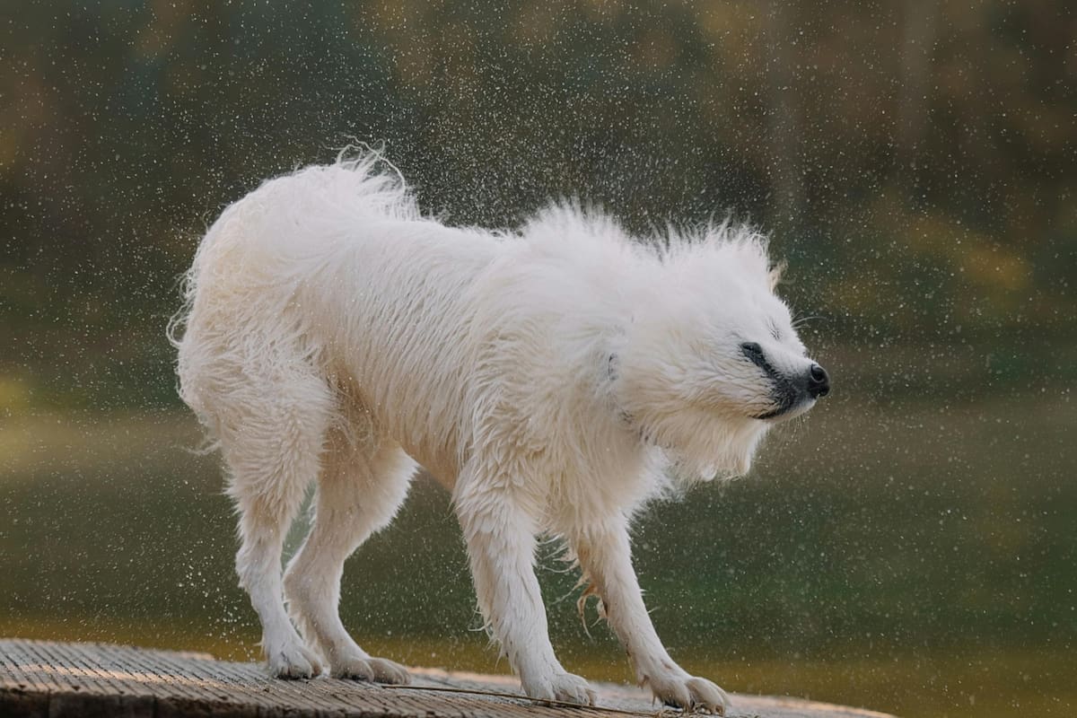 Los perros se sacuden por una razón neurológica