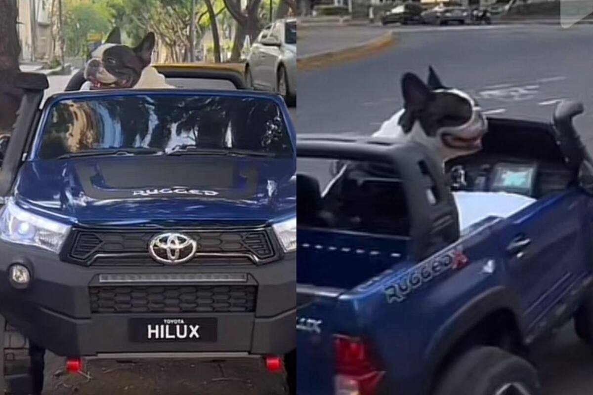 Los perros se volvieron principales protagonistas en las redes sociales (Foto: TikTok: @Punky Partners)