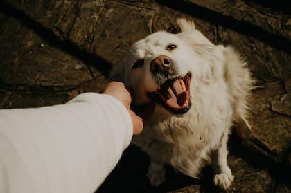 Los perros son animales sociales que necesitan comprender su lugar dentro del grupo