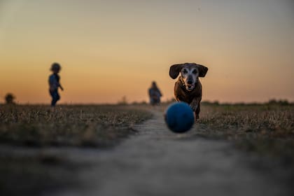 Los perros son conocidos como los "mejores amigos del hombre"