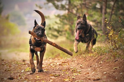 Los perros son considerados los mejores amigos del hombre por su lealtad, amor y afán de complacer (imagen ilustrativa)