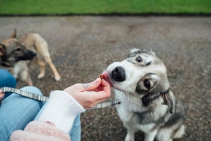 Los perros son considerados los mejores amigos del hombre