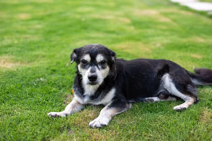 Los perros son considerados mayores a partir de los siete años de edad