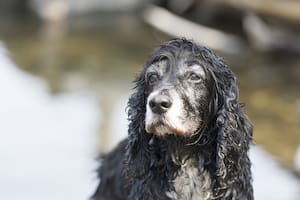 A qué edad se considera viejo a un perro, según la ciencia