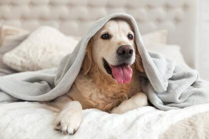Los perros son los grandes compañeros del hombre desde hace miles de años