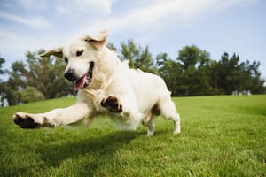 ¿Los perros son más inteligentes que los gatos?