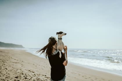 Los perros son un miembro más de las familias, por lo que es importante saber cuidarlos y entender sus necesidades básicas