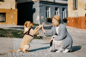 Los perros suelen emocionarse mucho al ver a sus dueños luego de varias horas de ausencia: cómo gestionar este momento con tranquilidad