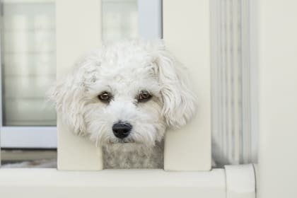Los perros suelen ocultar el dolor dado que en la naturaleza mostrarlos puede cambiar la jerarquía social de los canes o incluso volverlos una presa fácil