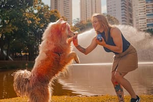 Los perros suelen ser más receptivos cuando se los trata con cariño (imagen ilustrativa)