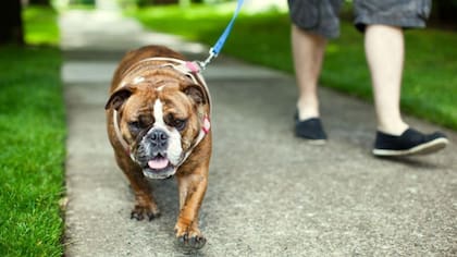 Los perros suelen "tentarse" con el pasto cuando van de paseo