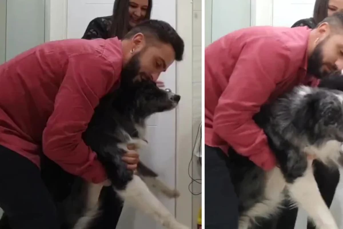 Los perros sufren la pirotecnia