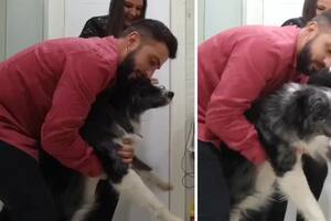 Los perros sufren la pirotecnia