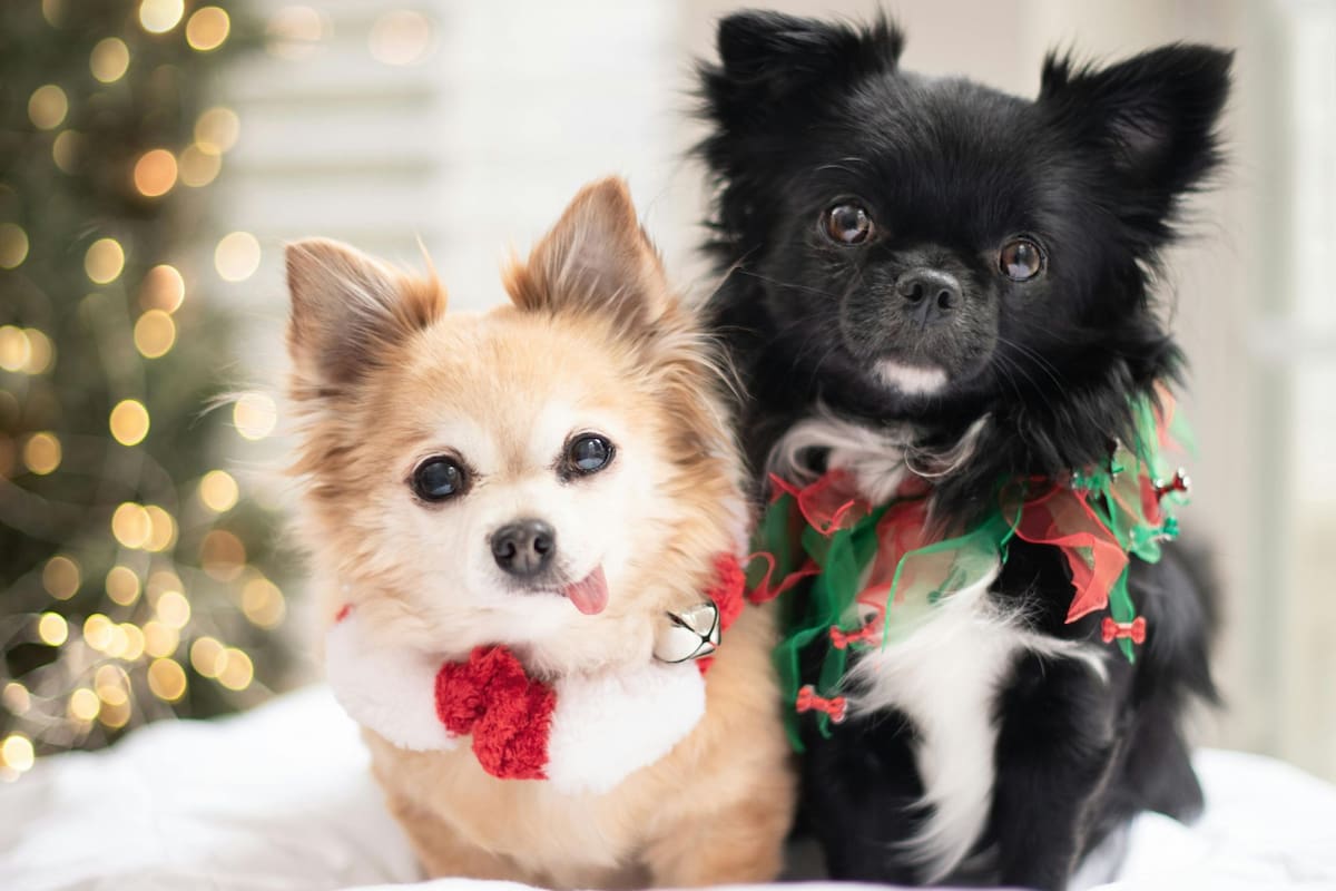 Los perros sufren la pirotecnia por ser sumamente sensibles sus sentidos auditivos