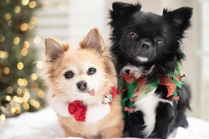 Los perros sufren la pirotecnia por ser sumamente sensibles sus sentidos auditivos