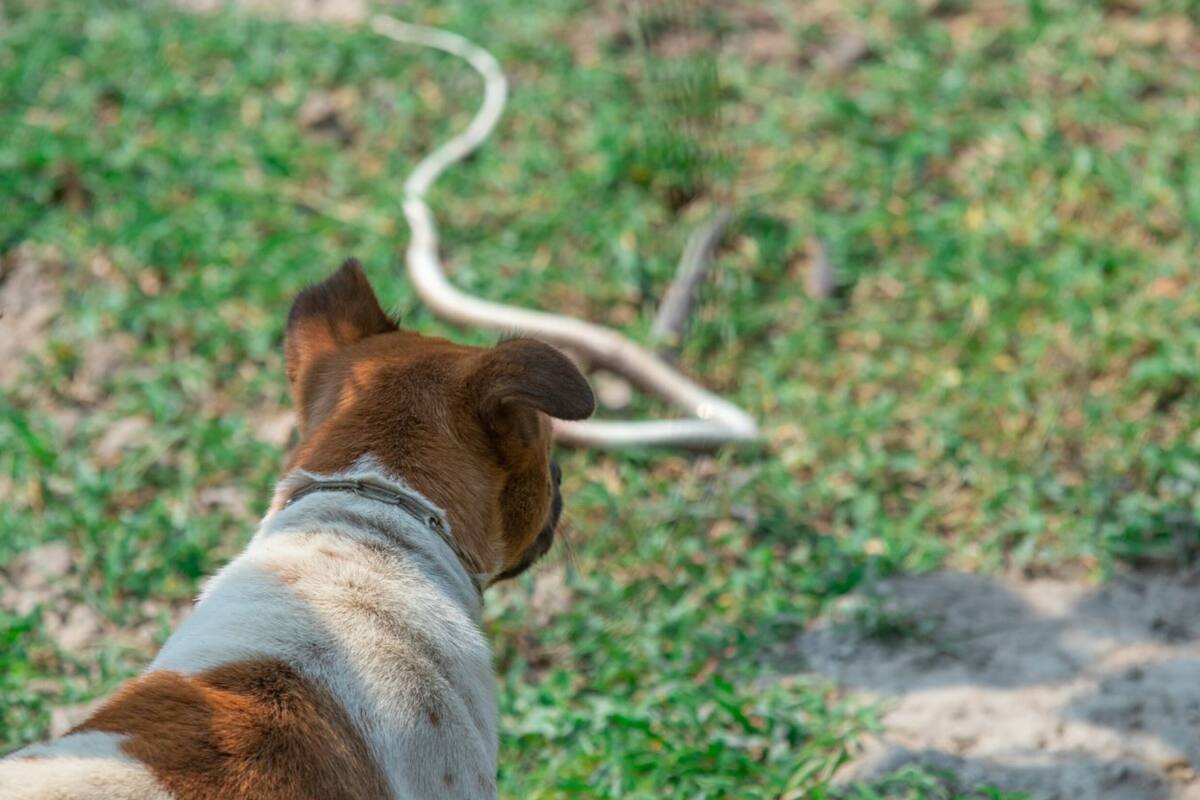 Los perros sufren más que los gatos ante la mordedura de una serpiente, por eso es importante mantenerlos protegidos en la temporada