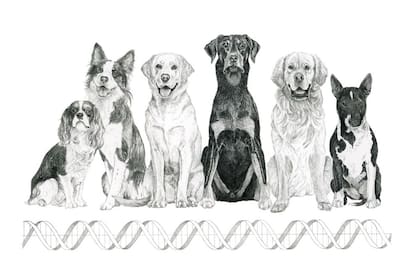 Los perros sufren un desorden del comportamiento llamado Trastorno Compulsivo Canino; una periodista con TOC relata su experiencia con ellos