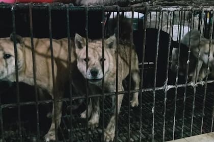 El consumo de perros es bajo y solo en algunas regiones periféricas del país de oriente, donde también hay quejas de ecologistas contra los que comen estos animales