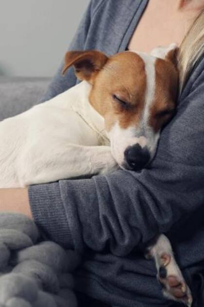 Los perros tienden a desarrollar lazos muy fuertes con sus dueños (Foto: iStock)