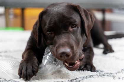 Los perros tienen más conciencia de la que se cree; aunque, no todos