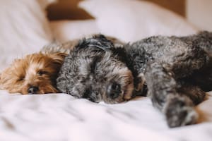 Los perros tienen un ciclo de sueño polifásico que, en promedio, suma entre doce y catorce horas diarias