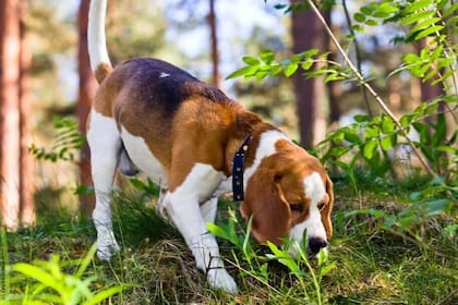 Los perros tienen un olfato desarrollado que les permite diferenciarse de los humanos