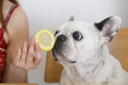 Los perros tienen un olfato mil veces superior al de los humanos