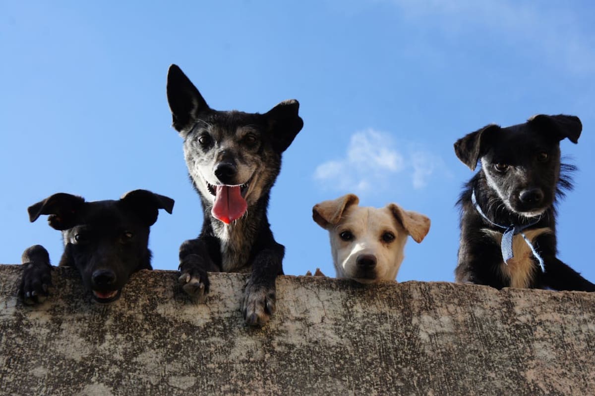 Los perros tienen una gran capacidad auditiva que les permite ayudar en ciertas situaciones (Foto Pexels)