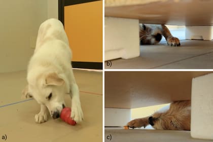 Los perros tuvieron que realizar cuatro pruebas específicas para identificar sus preferencias