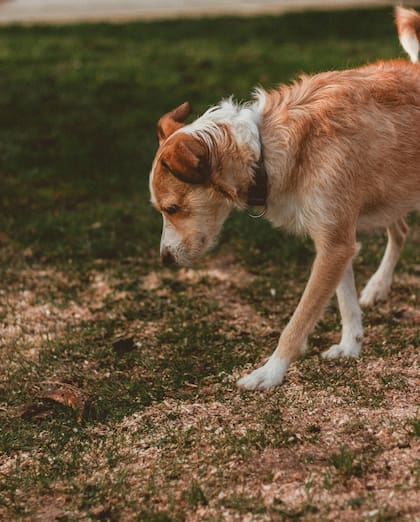 Los perros utilizan su sentido del olfato altamente desarrollado para desplazarse