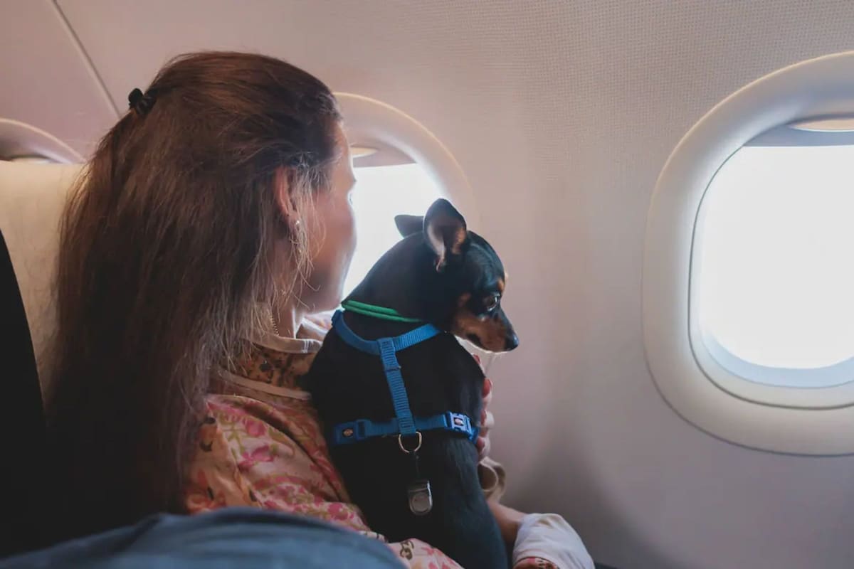 Los perros y gatos deben contar con las condiciones para poder viajar