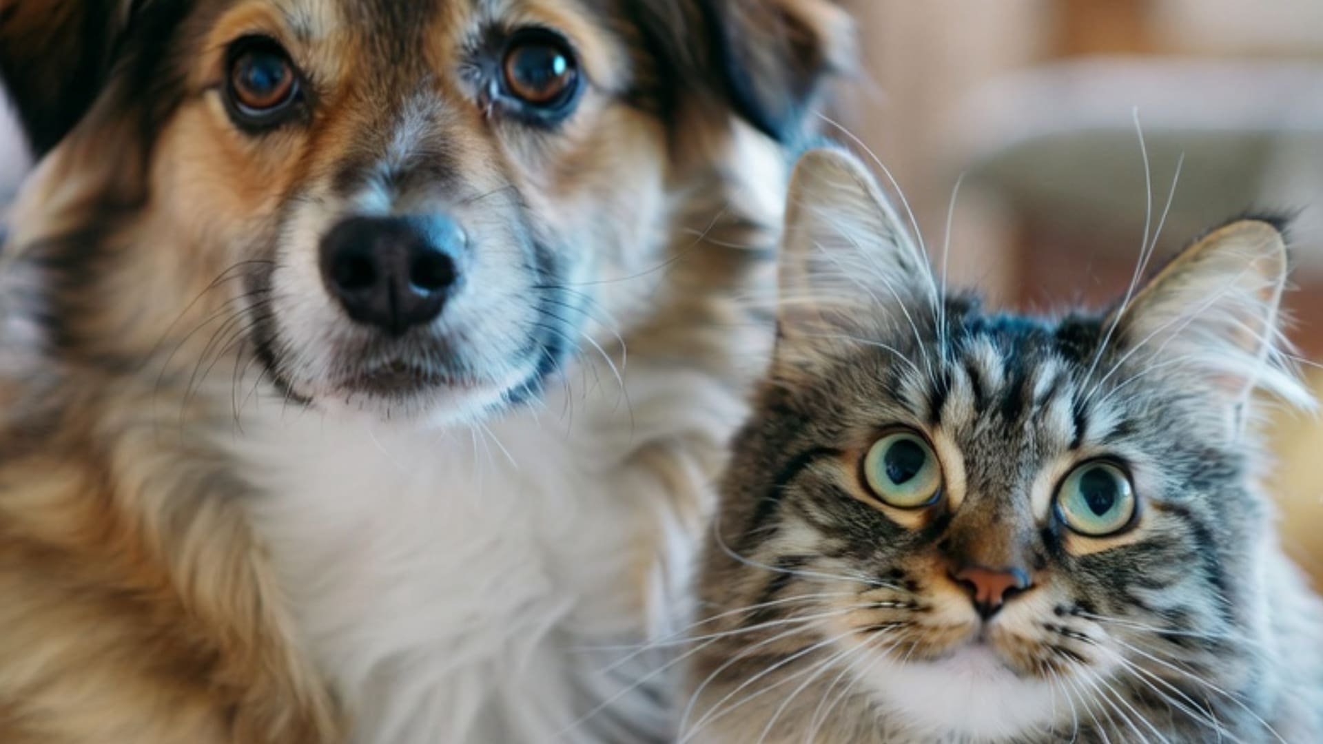 Los perros y gatos pueden llevarse muy bien con una educación adecuada (Foto: Grok)