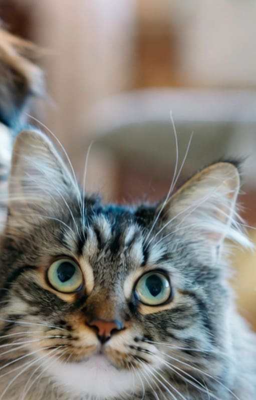 Los perros y gatos pueden llevarse muy bien con una educación adecuada (Foto: Grok)