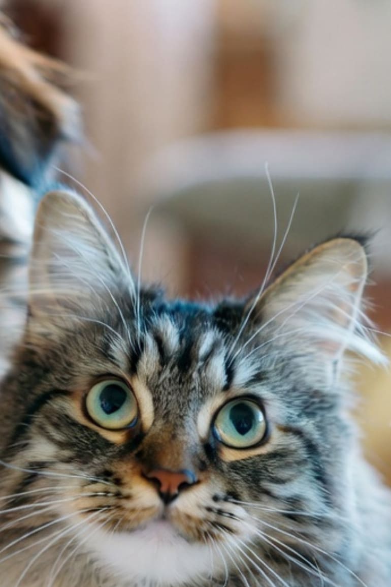 Los perros y gatos pueden llevarse muy bien con una educación adecuada (Foto: Grok)