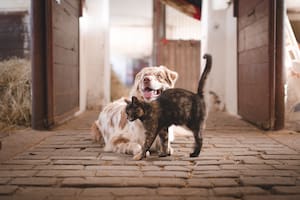 Los perros y gatos pueden ser grandes amigos si se siguen los pasos correctos