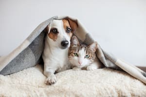 Los perros y los gatos fueron homenajeados en Google (Foto: Archivo)