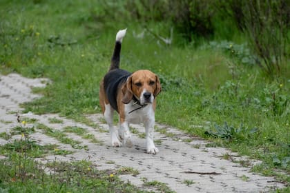 Los perros y los gatos influencian el estado de ánimo de sus dueños, según varios estudios