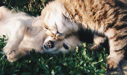 Los perros y los gatos pueden verse afectados por los mosquitos