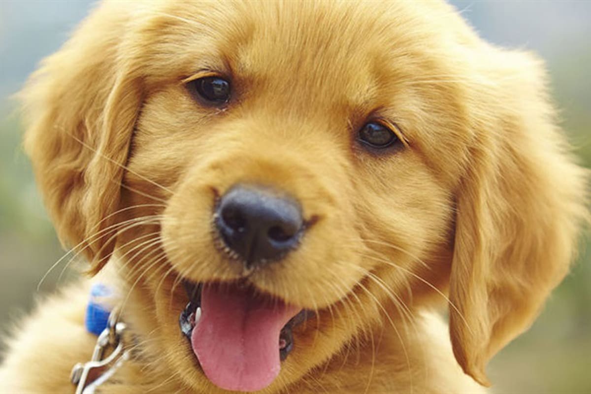 Los perros y los gatos son hermosos y nos hacen la vida más alegre pero también traen sus conflictos. Aquí una lista de trucos para que su pérdida del pelo, por ejemplo, no te complique la vida.