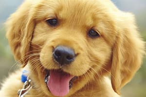Los perros y los gatos son hermosos y nos hacen la vida más alegre pero también traen sus conflictos. Aquí una lista de trucos para que su pérdida del pelo, por ejemplo, no te complique la vida.