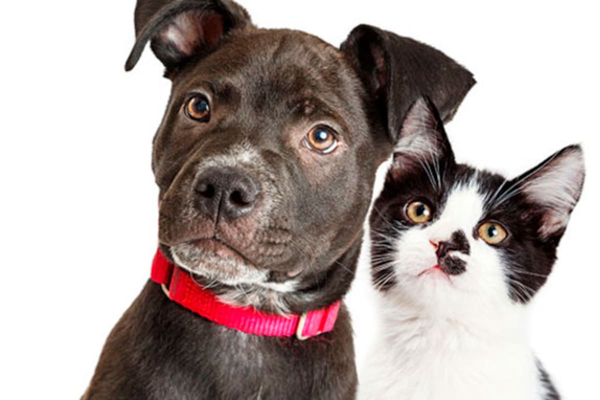 Los perros y los gatos tienen una percepción única del mundo