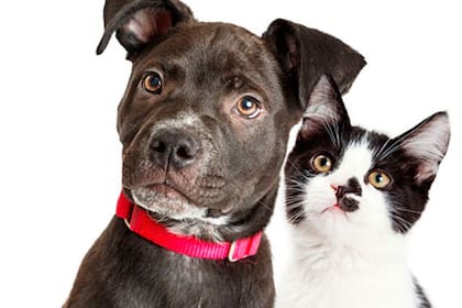 Los perros y los gatos tienen una percepción única del mundo